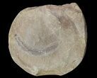 Astreptoscolex Fossil Worm (Pos/Neg) - Mazon Creek #70601-3